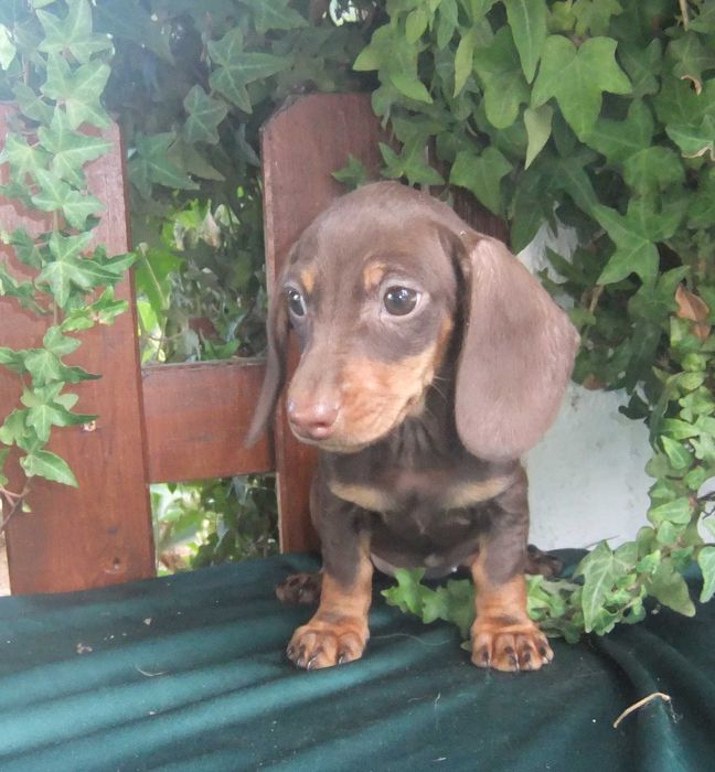 cachorra teckel miniatura