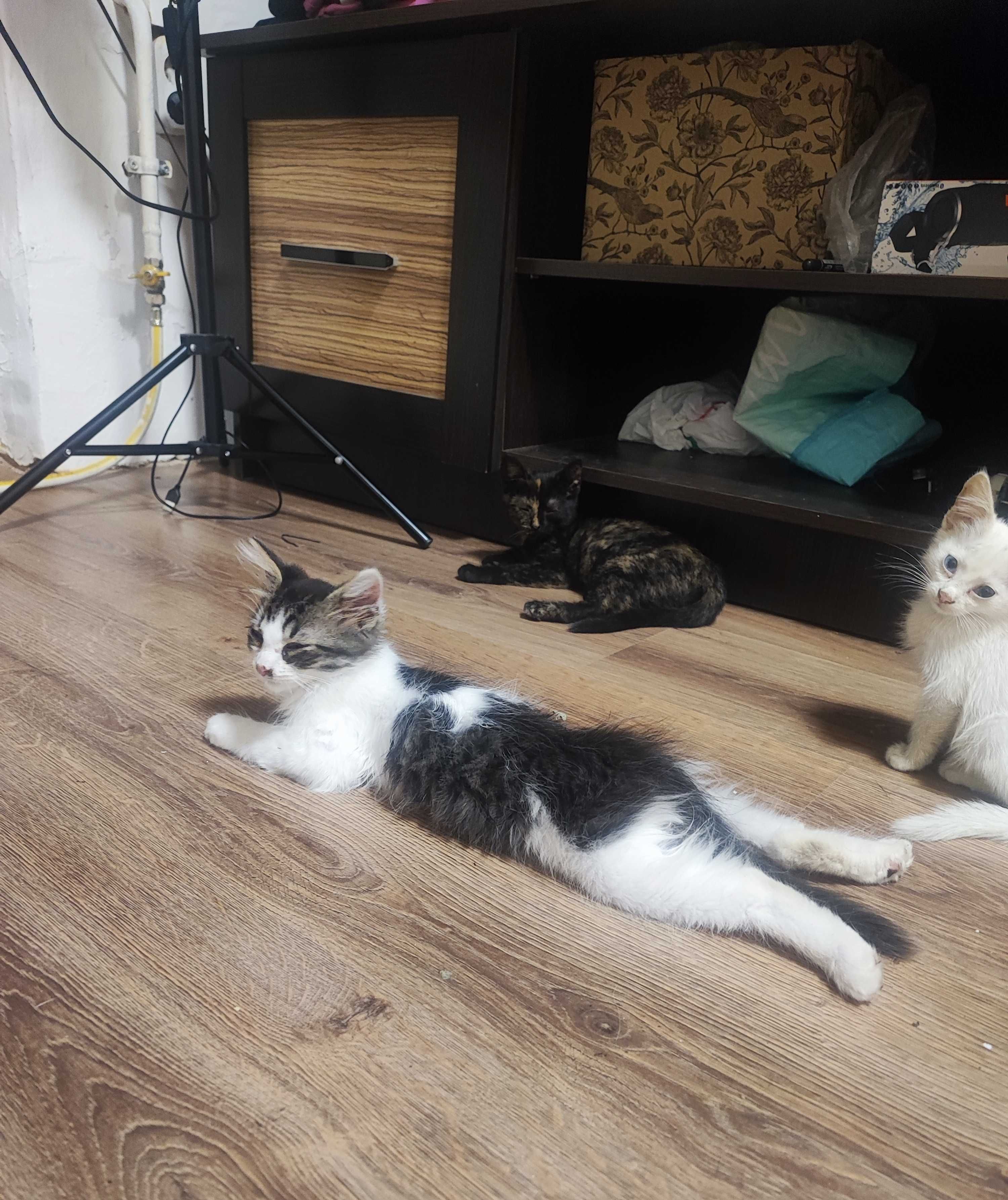 Котики безкоштовно