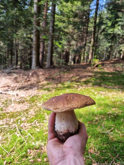 Grzyby leśne Borowik podgrzybek maślak