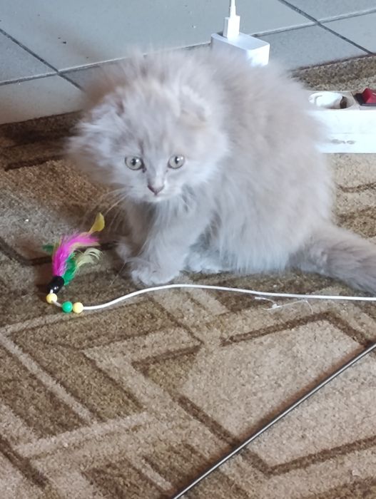 Котик хайленд фолд