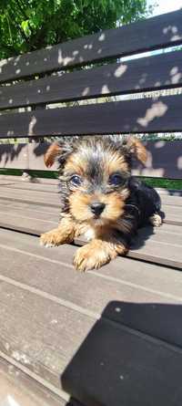 Kea sunia do odbioru yorksire terrier tricolor Częstochowa