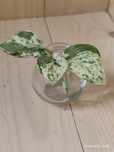 Scindapsus silver splash- pęd
