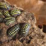 Isopody ozdobne - ekipa sprzątająca do terrarium