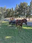 Cavalo capado 10 anos