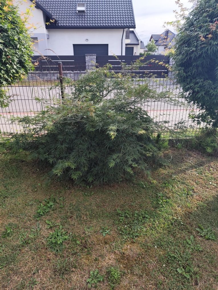 Witam sprzedam drzewko Acer