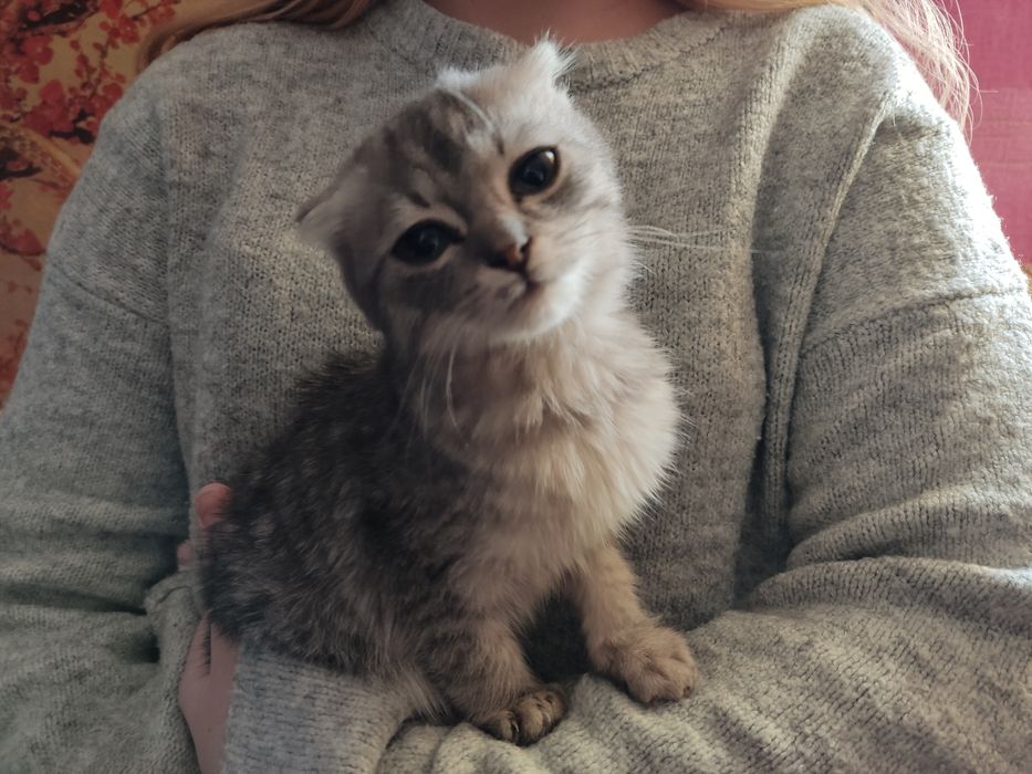 Шотландські висловухі котята