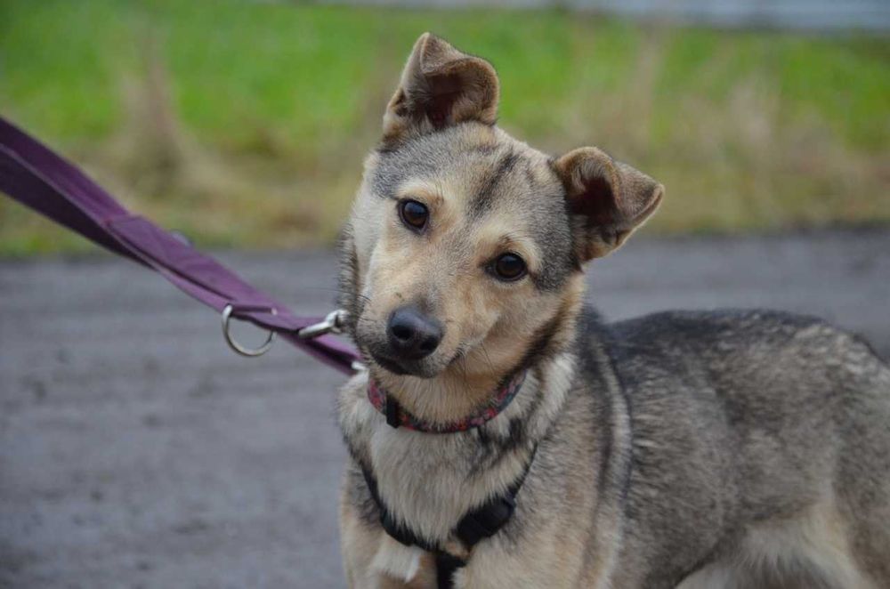 Całymi - przytulaśny maluch czeka na dom ADOPCJA