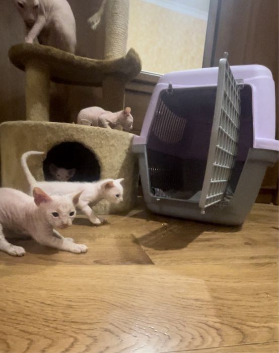 Донський сфінкс кошенята. Білого кольору