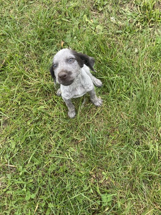 Мисливські собаки дратхар курцхар