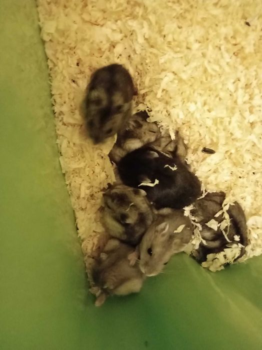 chomik dżungarski (szare)