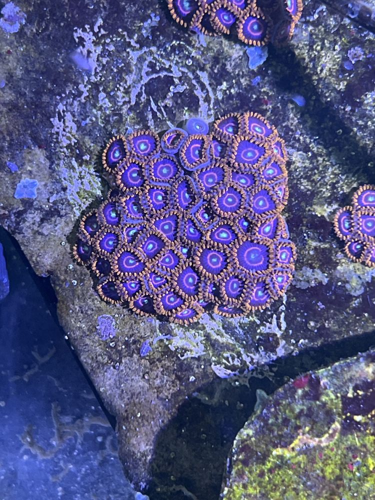 23 Zoanthus Blue Hornet Zoa Duzo Glowek 10 minimum Akwarium Morskie