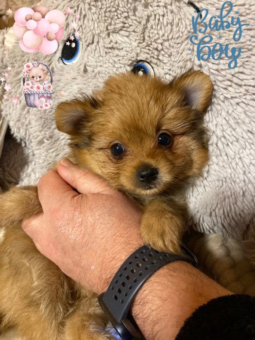 Милые малыши йоркопом!