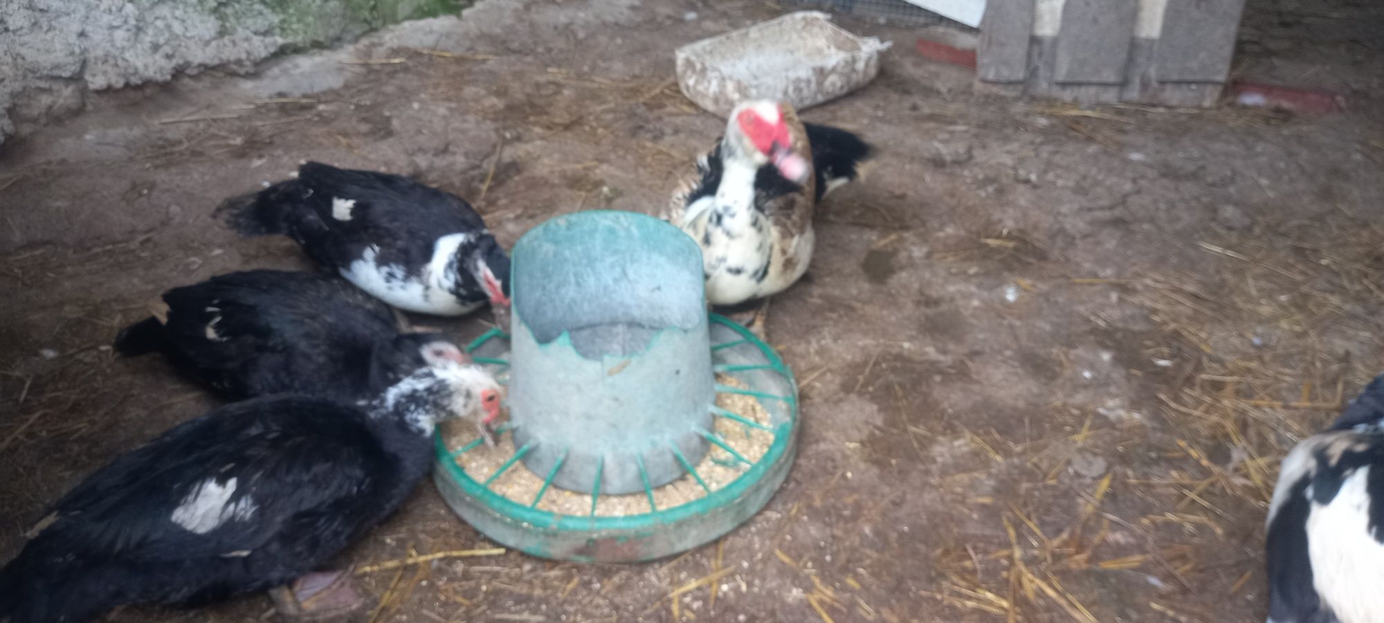 Ovos de pato mudo para incubação