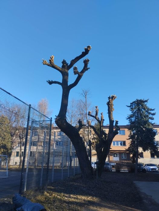 Wycinka drzew ,rębakowanie,usługi ogrodnicze