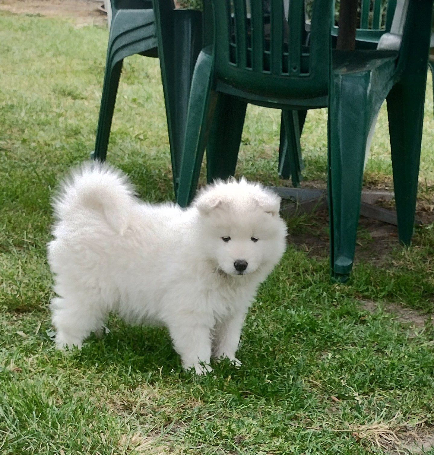 Suczka Samoyed /Samoyed