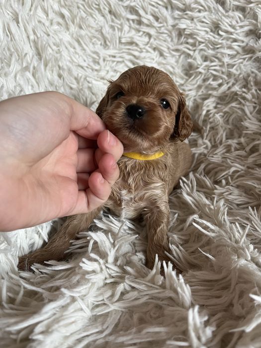 Piesek cockapoo mama cocker spaniel tata pudel toy badania genetyczne