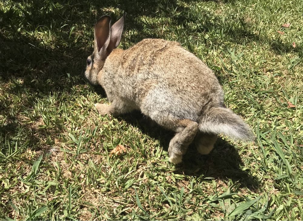 Coelhos (2.5-3kg)