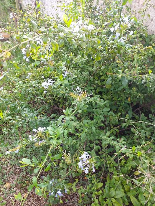 Plumbago auriculata ou jasmin azul ou Bela Emilia      RESERVADAS