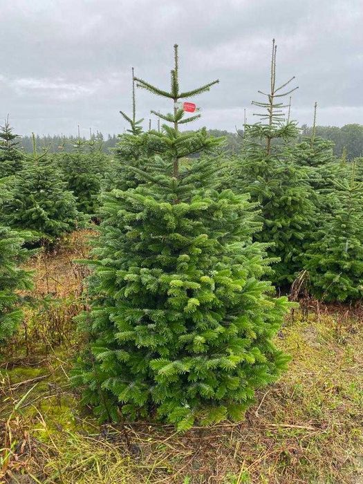 Arvore de Natal Natural | Envio Gratis PT | Pinheiro de Natal Natural