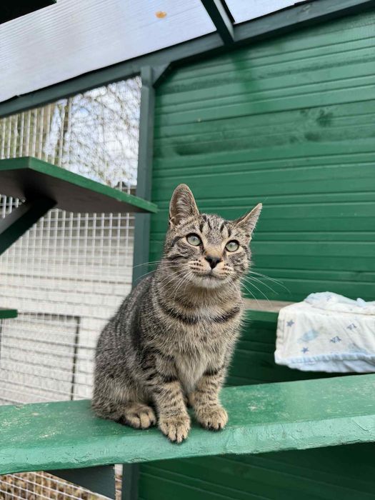 Przeuroczy Fionek poleca się do adopcji!