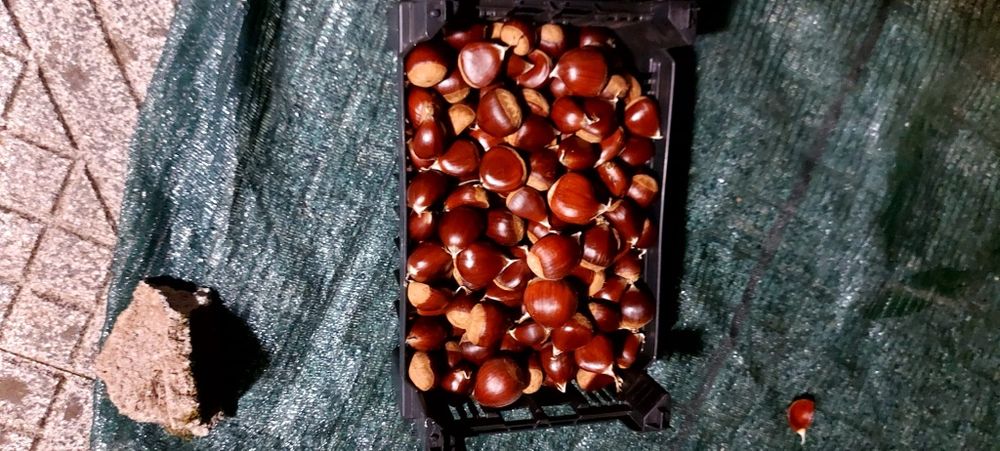 Castanhas tamanho médio