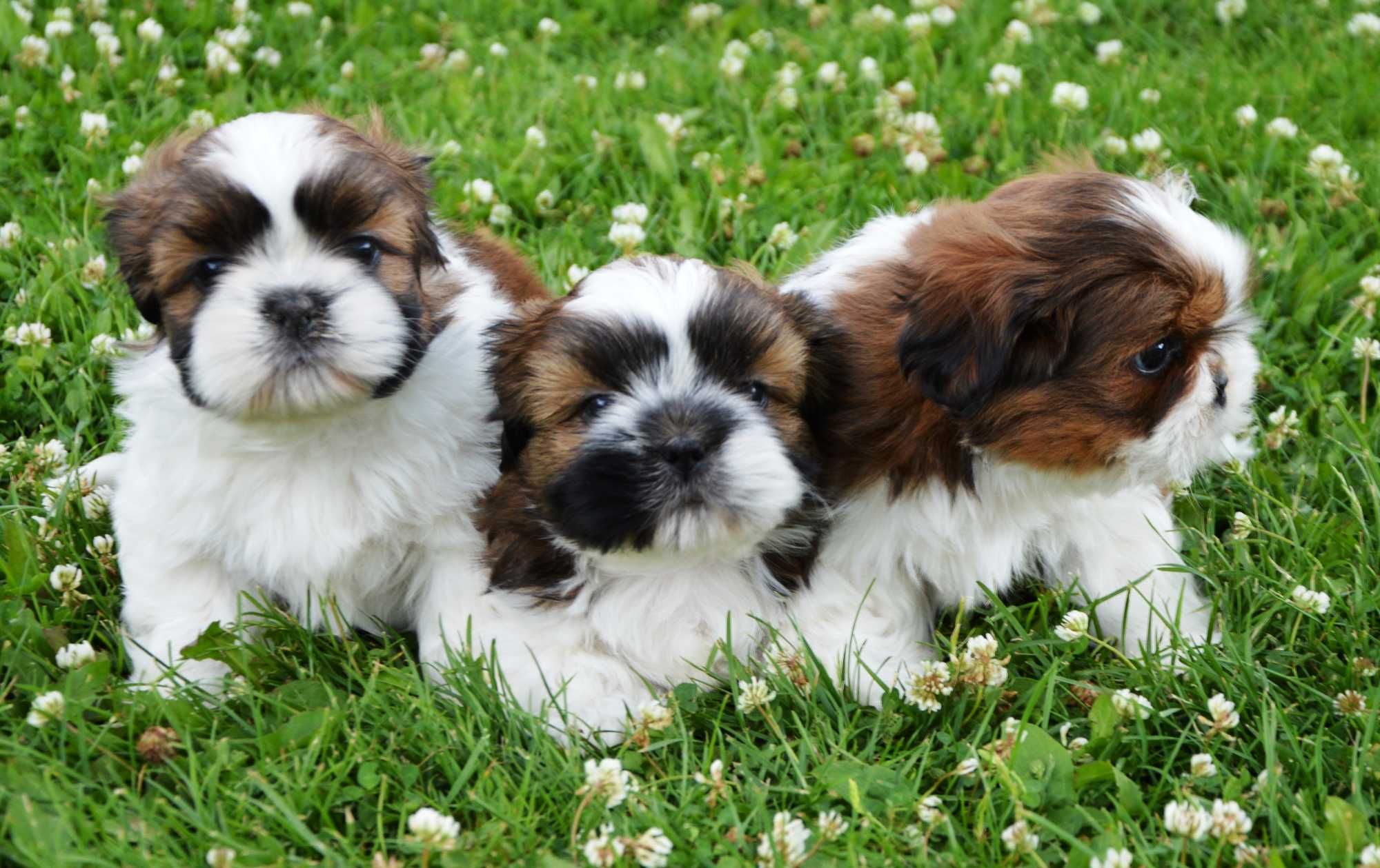 Shih-tzu piesek wychowany