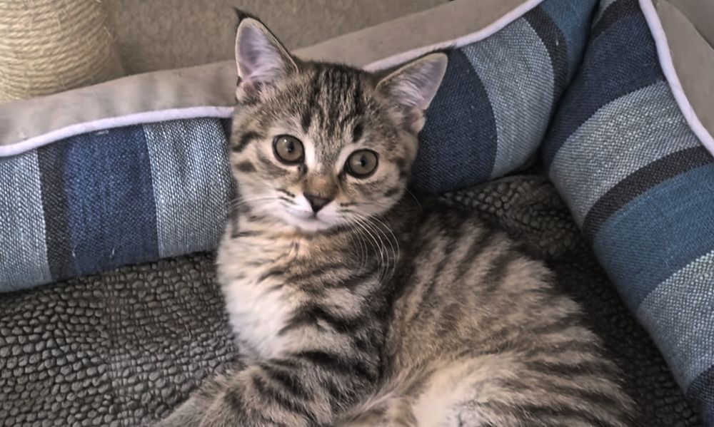 Котята шотландские чёрно золотая шиншилла девочки