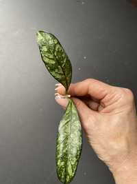 Hoya crassipetiolata solash ze zdjecia
