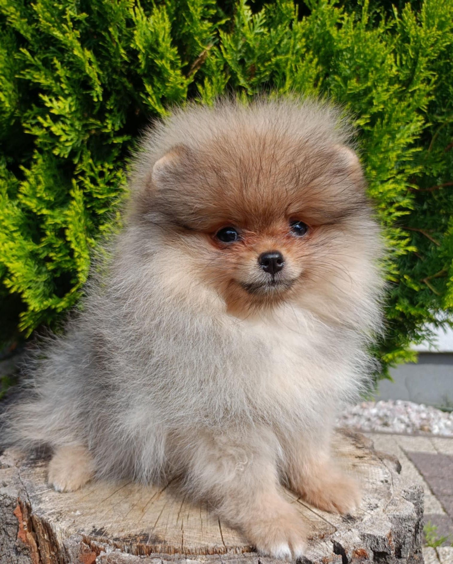 Pomeranian suczka