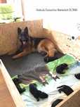 Maty dla psów do kojców boksów wybiegów kennel klatki