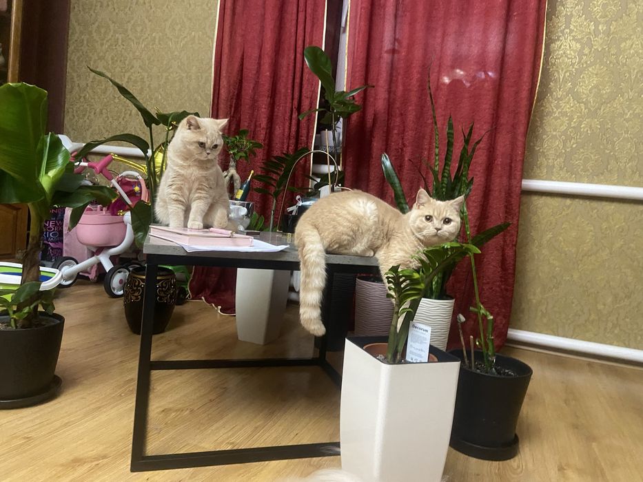 Кошенята британські шотландські висловухі котенята котята вислоухие