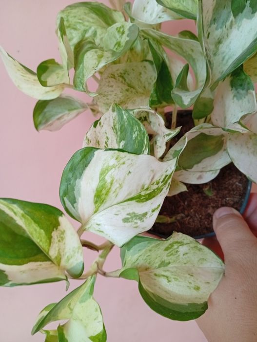 Вариегатный Эпипремнум сциндапсус  хепи лиф