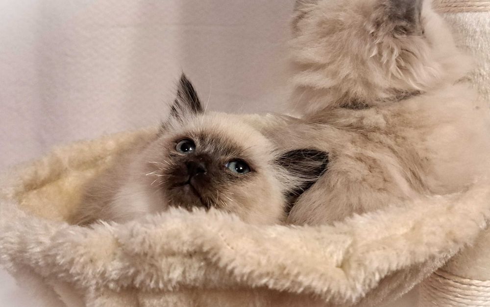 Kotka Neva Masquerade – czerwona obróżka, Oriana