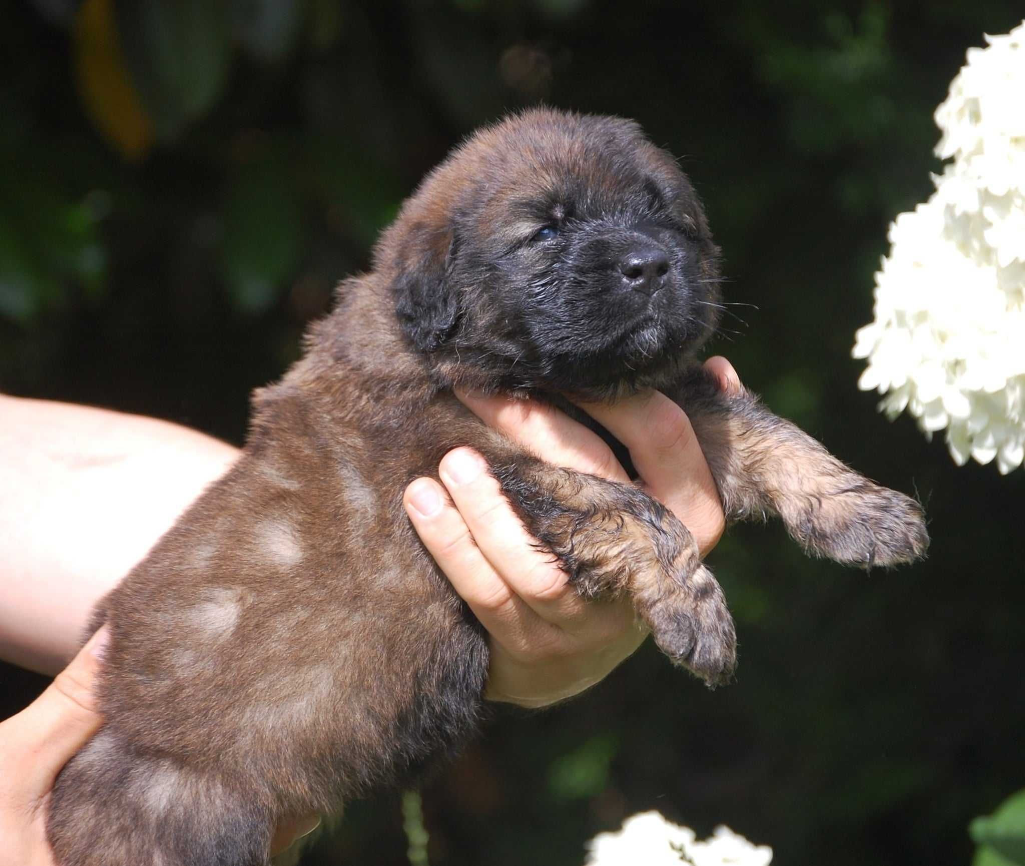 Leonberger ZKwP, FCI, pies