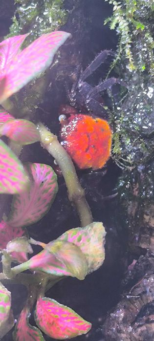 Caranguejos de água doce