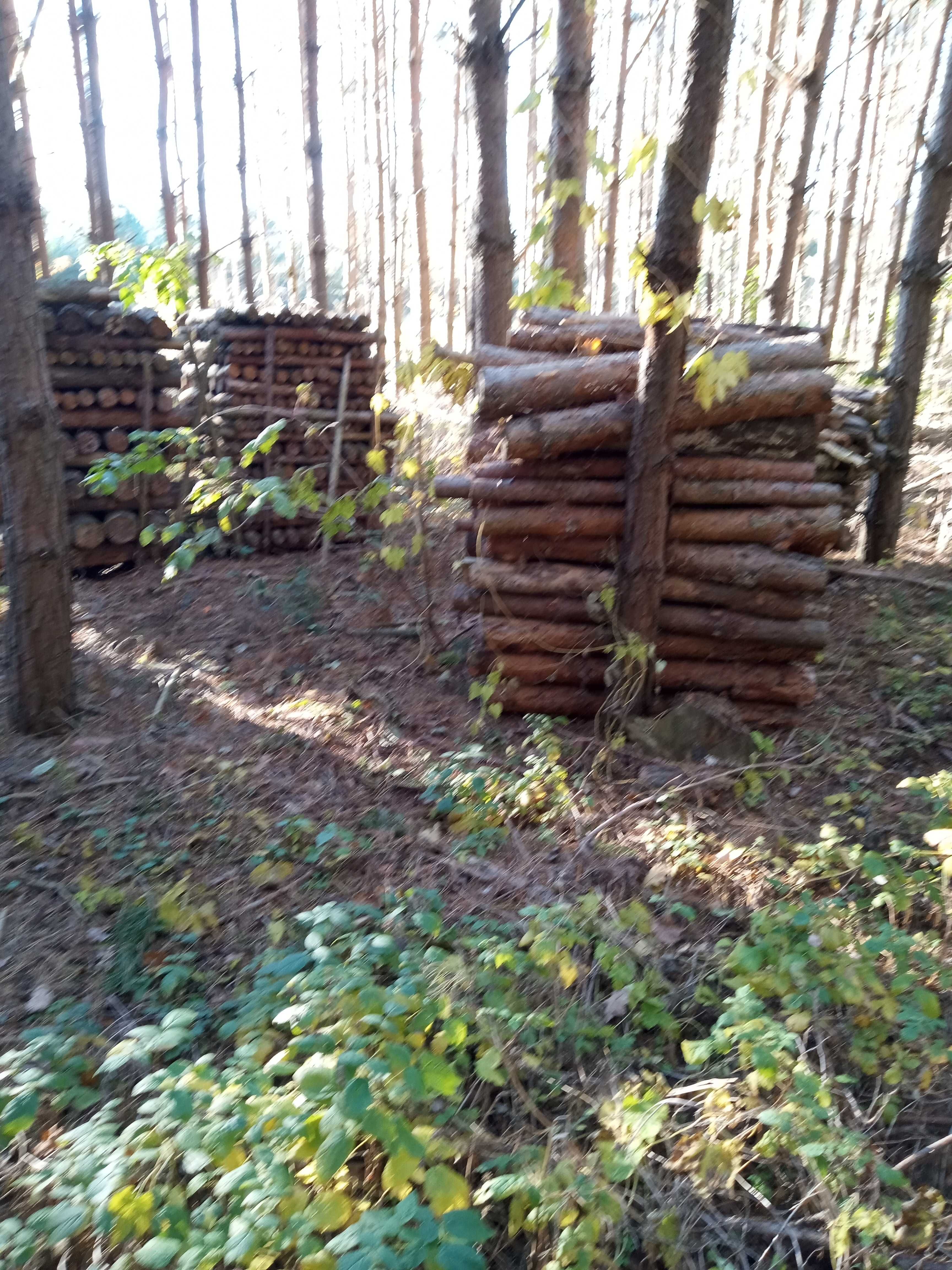 drewno sosnowe sezonowane