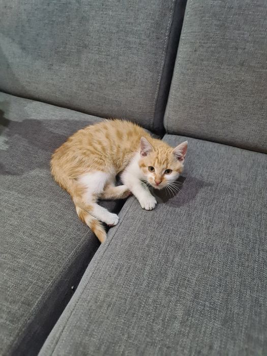 Kotek oddam za darmo