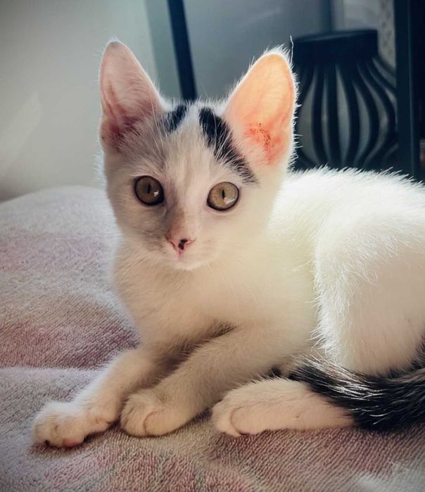 Przeurocze kocięta, Lotka i Loki do adopcji!