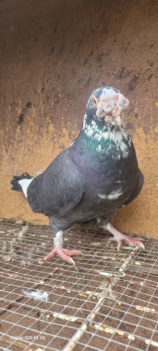 Gołębie staropolskie