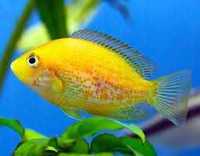GB Żółtaczek indyjski (Etroplus maculatus) - dowóz ryb!