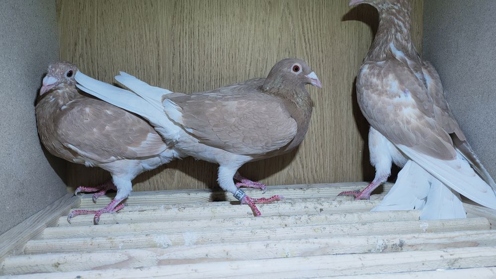 Gołębie pocztowe młode żółte