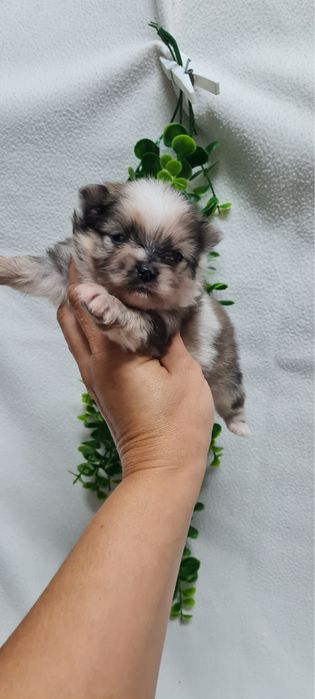 Menino Lulu da Pomerânia mini