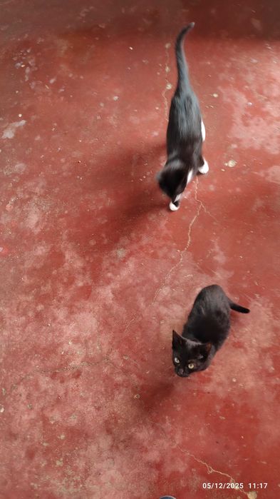 Duas gatinhas muito meigas para adopção em Azambuja.