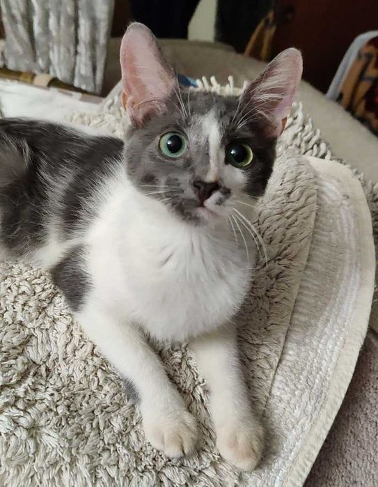 Милый, веселый и безупречно красивый котенок Аскольд, 4 месяца