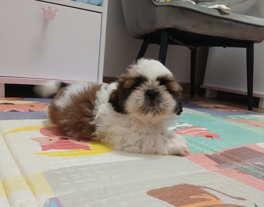 Szczeniaczek Shih-tzu z Rodowodem