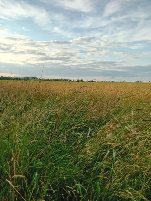 Siano Trawy Szlachetne 100zł . I słoma. Możliwość transportu