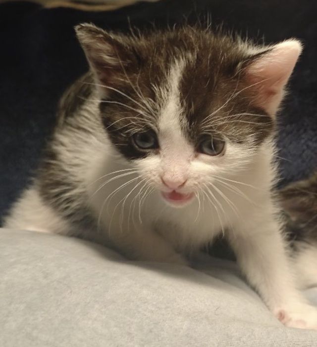 Male kocie do oddania