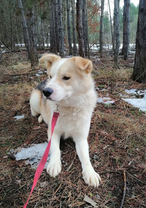 Cudowny psiak kochający ludzi źle znosi pobyt w schronisku pomocy