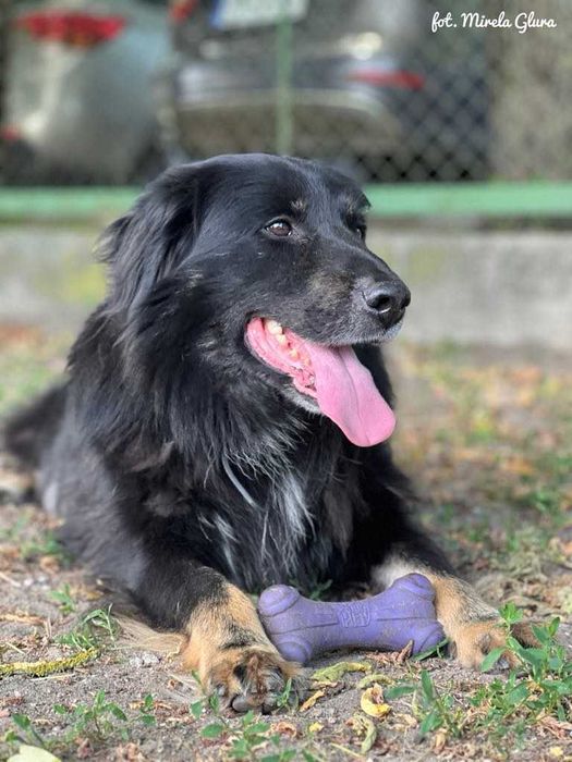 Jay - towarzyski i oddany przytulas szuka nowego domu - 647/24