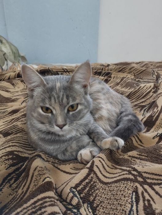 Шукають дім дві кішечки!(Дівчата)